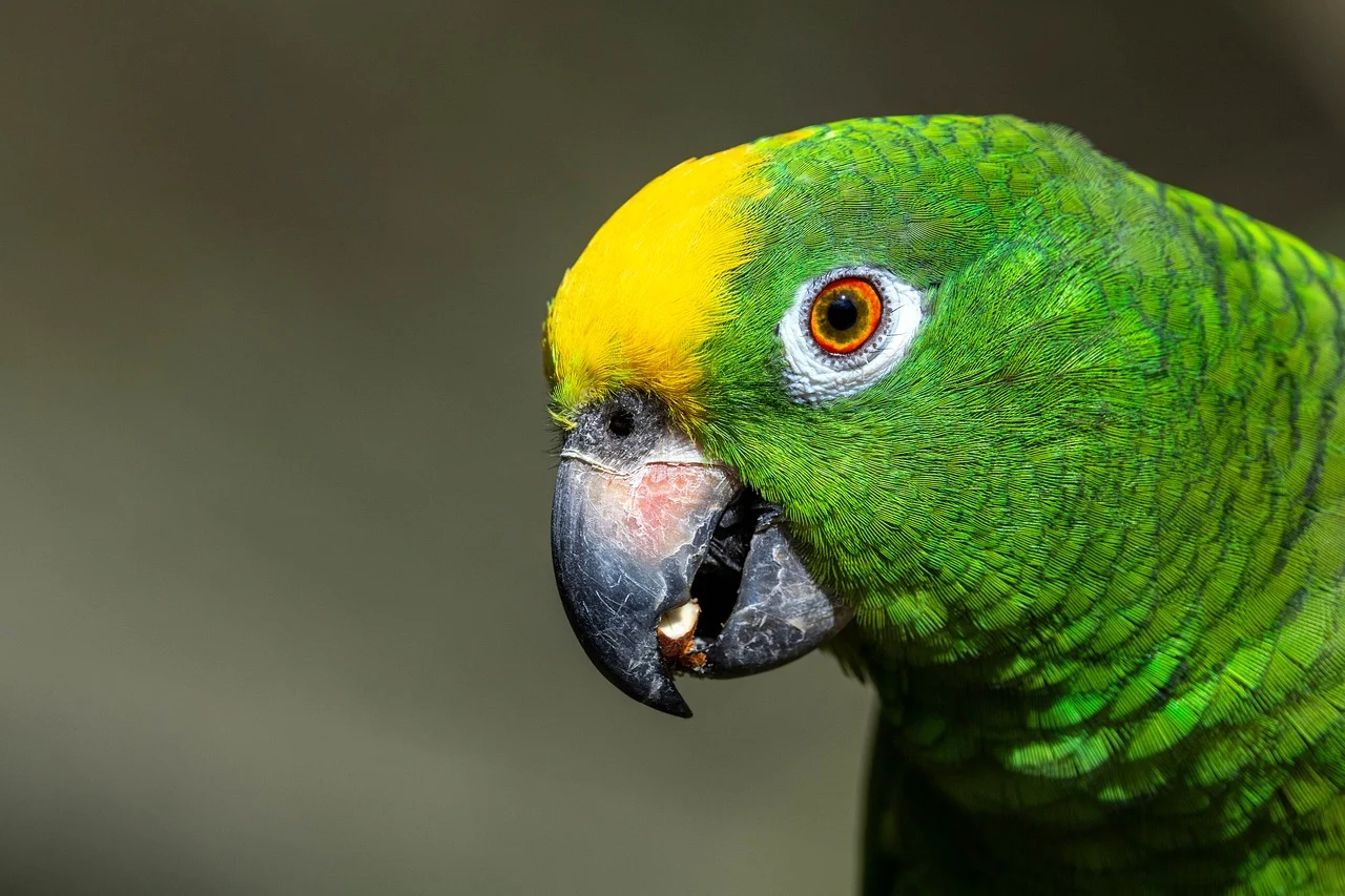 Bird Profiles