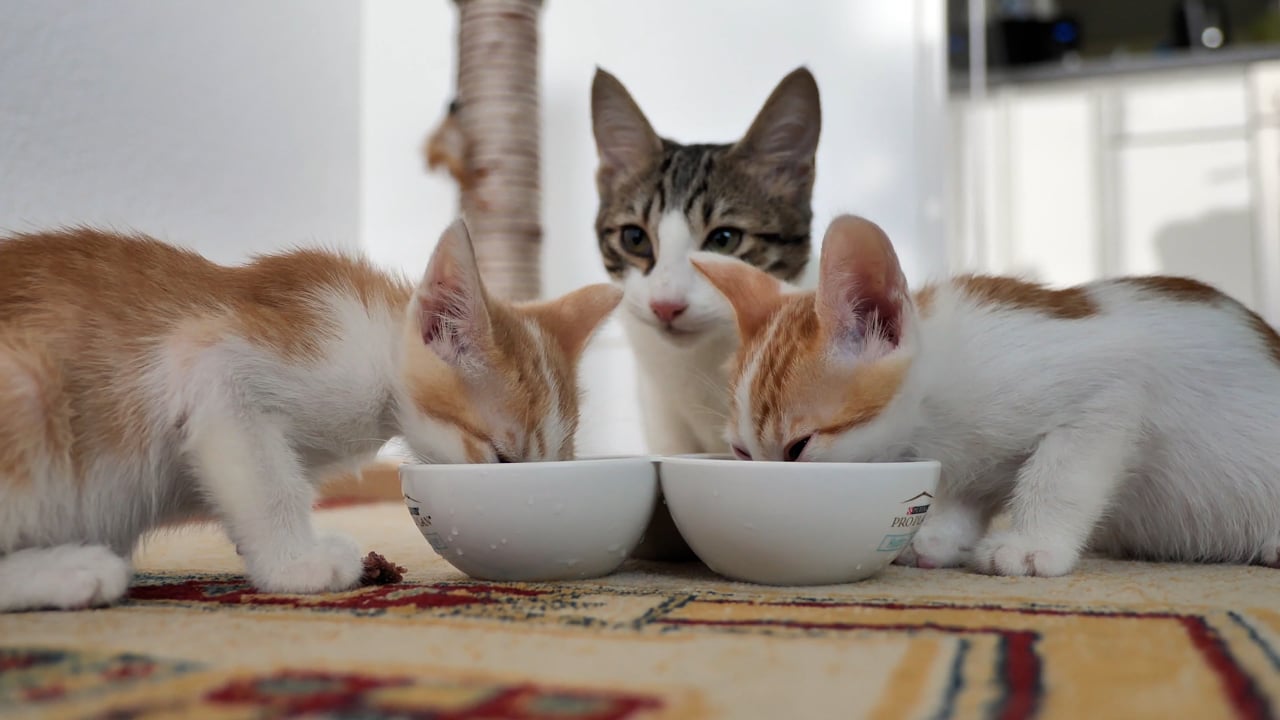 New Kitten First Week: Food, Litter, Sleep and Home Setup