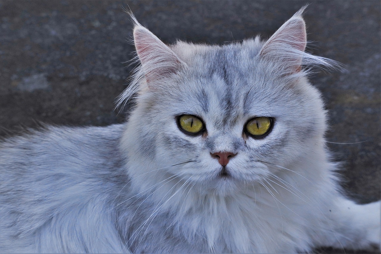 Cat Profiles