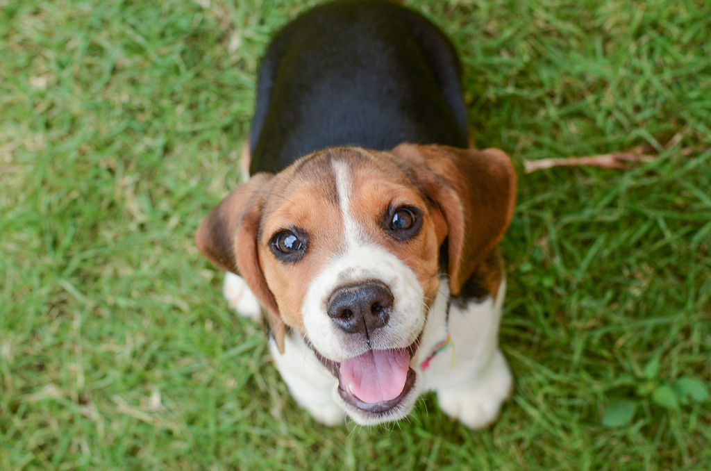 Pet Adoption or Purchase Checklist: Questions to Ask Before Committing
