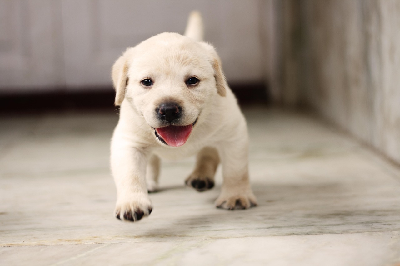 New Puppy First Week: A Practical Home Preparation Guide
