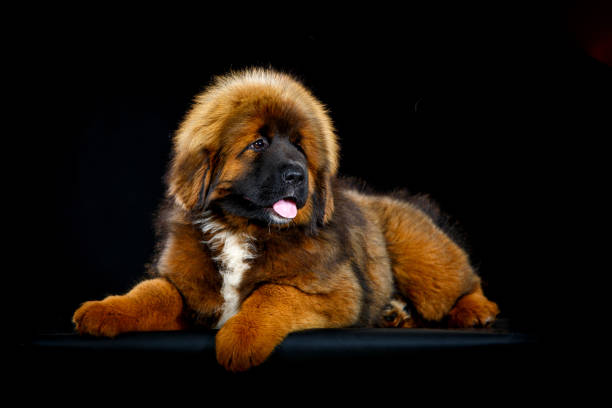 Dog Profiles