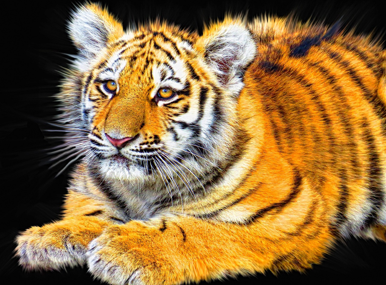Regulated Exotic Felines